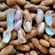 특가세일) 23년 고소한 국산 예천 햇땅콩 피땅콩 쩌먹는, 햇피땅콩 1kg, 1개