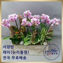 동양란 서양란 승진축하난 개업식난 레이(뉴리틀잼) 전국당일 꽃배달