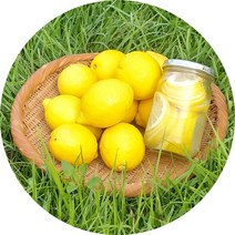 제주산레몬2kg 3kg 5kg EM레몬농장