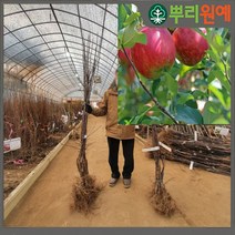 사과나무 홍옥사과 나무 2년생새콤달콤