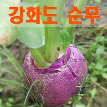 강화도 생산 가을 생 순무 5kg 무청 없습니다 [영인팜], 1개