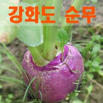 강화도 생산 가을 생 순무 10kg 무청 없습니다 [영인팜]