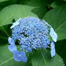 리서스원예 산수국 꽃나무 별수국 산수국묘목 산수국키우기 개화주 포트묘, 산수국 포트묘