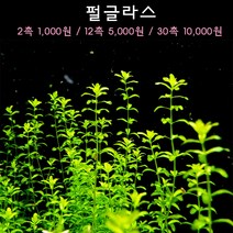 [수초아쿠아] 펄글라스 초보수초 인기수초 구피 새우 은신처 어항수초 수초맛집 득템수초, 12촉