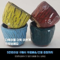 다육 다육화분 - 작은킬러 화분 4개세트, SM-011 원형 컬러화분 4종세트