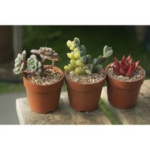 다육3종셋트(섭코림보사 벽어연금 원종에보니) 다육이 실내공기정화
