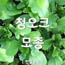 채소 모종 ~ 각종 묘종. 베란다 텃밭 세트 공기정화식물 허브 씨앗 채소모종 ~, H008 청오크 모종 6개