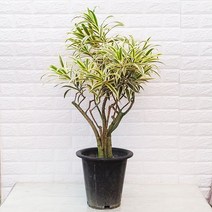 [하늘꽃농원] 드라세나 송오브인디아 대품 고급스러운 무늬 황금 잎