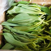 강원도 홍천 생 잎 명이나물 1kg 2kg 울릉도종 산마늘 명의나물, 잎명이1kg