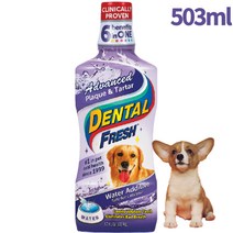 강아지 고양이 마시는치약 가글 덴탈워터 물에타는 시너지랩 덴탈후레쉬, 덴탈후레쉬 프라그&치석 강아지용 503ml