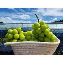 [특가세일] 상주 샤인머스켓 프리미엄 2kg 2 3수 청과메이트