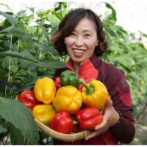 산지직영 가정용 못난이 빨강 노랑 햇파프리카 3kg 5kg, 1박스