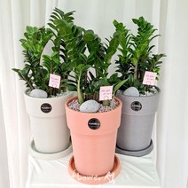 플라워석 보석금전수 55cm 돈나무 개업선물추천 우레탄화분 예쁜화분 키우기쉬운 보석 금전수 공기정화 반려식물 선물강추, 라이트그레이화분