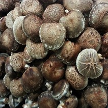 참나무생표고버섯1kg, 1개