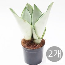 트리앤 1+1 스파트필름/ 호야 테이블야자 고무나무 행운목 스킨답서스 아이비 천냥금 파키라 율마 금전수 나도풍란 리사호야 금전수 보석금전수 문샤인 스투키 토분 공기정화식물, 28. (2개)문샤인(3촉) 1개