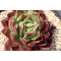에보니백금 다육이화분 키우기 쉬운 다육식물 다육이금 귀한 비싼 희귀다육