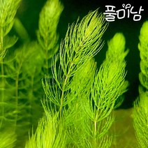 [풀미남 오픈이벤트] 붕어마름 10촉 / 초보자도 키우는 예쁜 수초