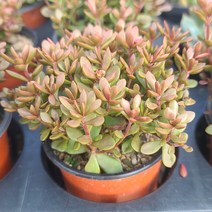 [소소한다육] 라디칸스 크라슐라속 다육식물, 1개