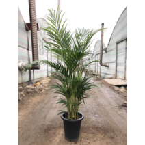 아레카야자 중형 110cm 대형 140cm 실내 공기정화식물 관엽 대형 화분 행복한꽃농원, 대형(140cm)