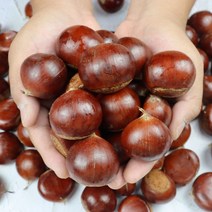 미네픽 [미네픽] 단단한 공주정안 햇 옥광밤 중2kg 생밤 생율 알밤, 단품없음