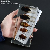 곤충 잠자리 모형 표본 성장과정 박제 관찰 교구 과학수업 발달 학습 교육 생장, 매미
