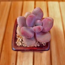 아메치스키우기 쉬운 실내 다육식물 화분포함1-37랜덤