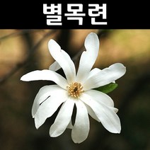 별목련 R3 개화주(분) 1개/나무 묘목/활엽수/정원용