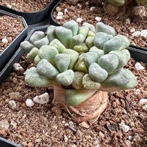 [올식스] 당선, 1개