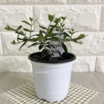 올리브나무(소) 실내공기정화식물 공기청정식물 올리브나무키우기, 단품