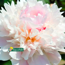 겹작약 [1포트] 알러티 핑크 (복남이네 야생화 모종 알러티에 alertie peony)