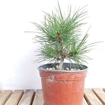 미니 포트 소나무 백송 분재 묘목 베란다 화분 키우기