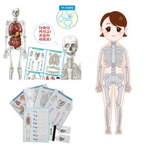 5인 대형 인체골격 만들기 키트 장기 위치 역할 교구 과학 세트