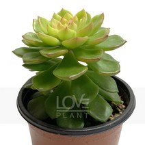 매직잼골드-레티지아/리틀쨈/쨈/다육식물