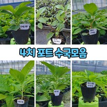 수국(4치 포트) 종류모음/포트식물/묘목, 엔들레스썸머 핑크, 1개