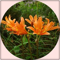 행복한정원 백양꽃 한국상사화 야생화, 1개