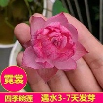 [7 일의 발아] 토양 유압 그릇 연꽃 씨앗 물 -로프 식물 물 백합 및 화분의 꽃 꽃의 사계절 절묘한 꽃 [사계절 피] 그릇 연꽃 씨앗 6 캡슐, Neon Shun [Four Seasons Bloss, 36 개를 오픈 씨앗+물 아기+액체+플라스틱 화분