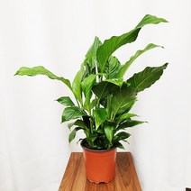 하늘꽃농원 스파트필름 공기정화식물