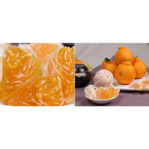 제주 한라봉 5kg 10kg 가정용 벌크 31 000원/44 000원[15브릭스이상]