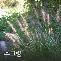코리아팜 수크령 500g, 1개