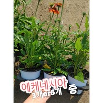 에케네시아-중-3개or6개/노지월동 최강 다년초 에키네시아, 6개