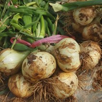 무안 양파 햇양파 만생종양파 장아찌용양파 산지직송, 무안 황토밭 양파 소 장아찌용 5kg