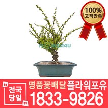 황금매자 개업화분 이사선물 승진축하 취임선물 인사이동 꽃배달 화분배달