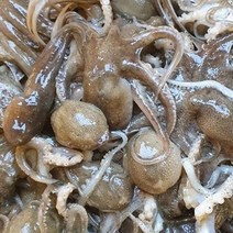 [미르수산]산지직송 고흥 활쭈꾸미 1kg (해수포장)