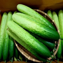 (가락시장까망콩)국내산 싱싱한 백오이 5개 10개, 1box, 10개 2kg내외