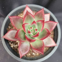 [메카다육]11-1125 루밍(에케베리아) 화분포함 다육식물 선인장 다육금 다육철화 두들레야 아프리카식물 코노피튬 하월시아 수입다육이 국민이, 1개