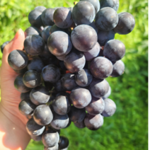 산지직송 국내산 캠벨 포도 켐벨 고당도 제철 포도 특품, 5kg(14~15송이), 1개