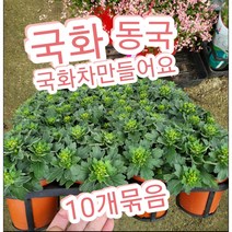 국화-동국-감국 10개묶음/노지월동 1년의 맨끝을 지키는 강한 국화꽃, 10개