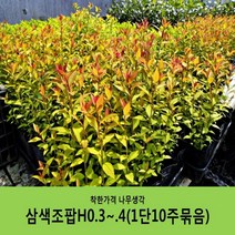 착한가격 나무생각 조팝나무 묶음모음, 삼색조팝H0.3~0.4(30~40cm) 10주묶음