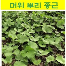 머위 종근 /머위 뿌리 50개 hc02