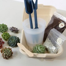물받이 일체형 다육이화분세트 다육이키우기 키트 다육이키우는법, 단품
